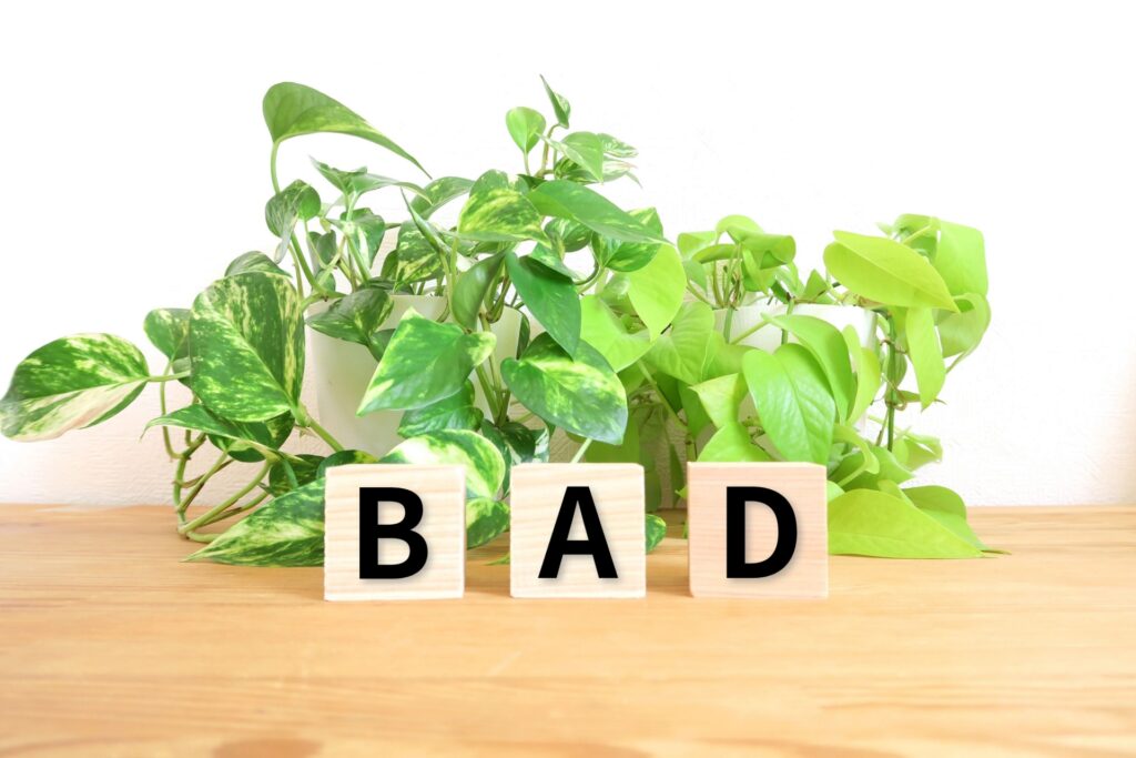 BADも文字が書かれた積み木と観葉植物